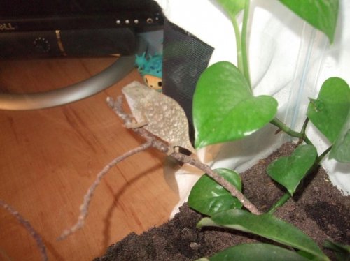 Clea pics 2-7-10 028.jpg