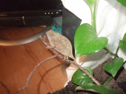 Clea pics 2-7-10 029.jpg