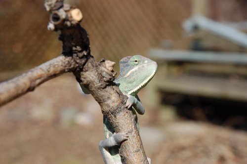 DSC_0785.jpg