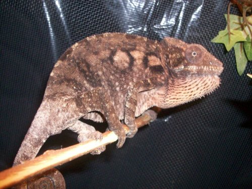 ambanja 2 160.jpg