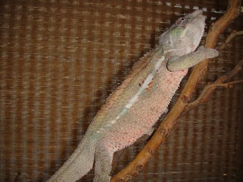 3-18-10 Rocko.JPG