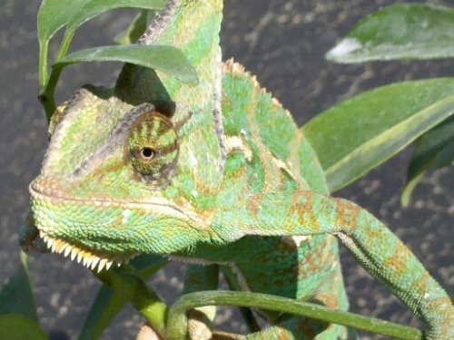 cell phone Yogg basking in sun 001.jpg