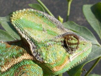 cell phone Yogg basking in sun 002.jpg