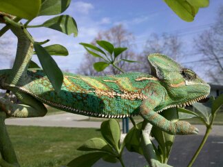 cell phone Yogg basking in sun 003.jpg