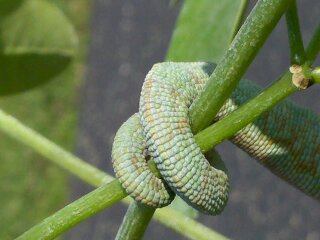 cell phone Yogg basking in sun 004.jpg