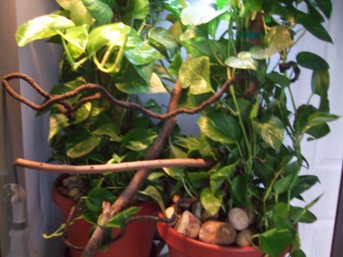 Clea 3-17-10 016.jpg