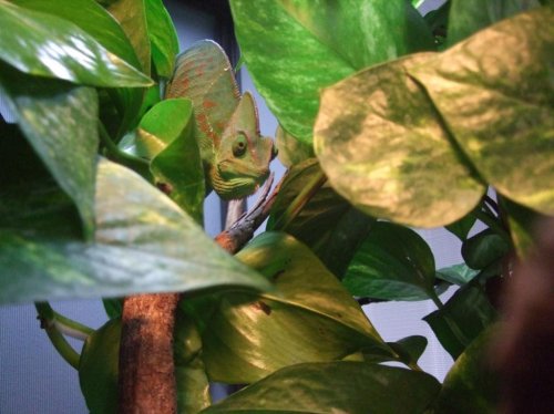 Clea 3-17-10 017.jpg