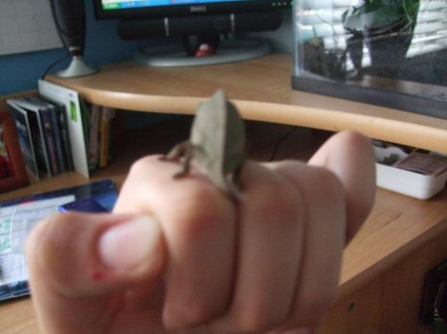 Luna 3-22-10 001.jpg