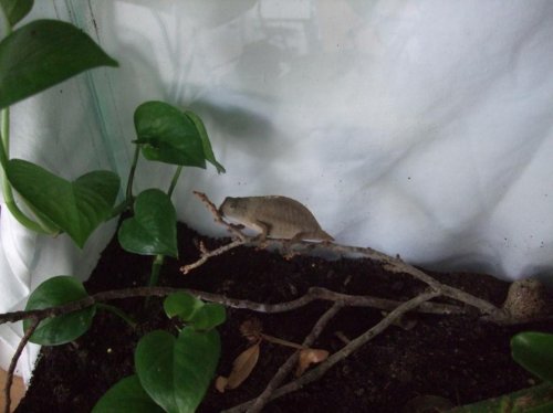 Luna 3-22-10 004.jpg