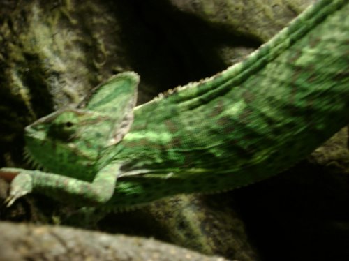DSC01390.jpg