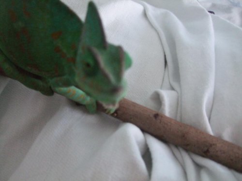 Luna 3-22-10 005.jpg