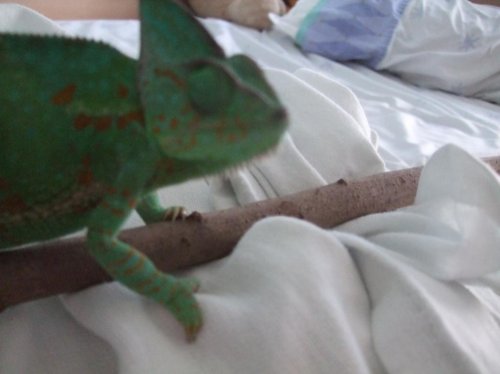 Luna 3-22-10 006.jpg