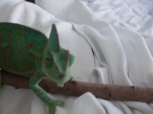 Luna 3-22-10 007.jpg