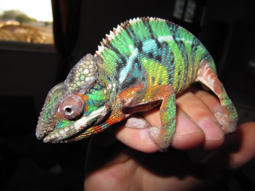 CHAMELEON 079.jpg