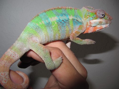 CHAMELEON 089.jpg