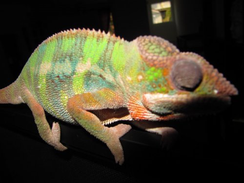 CHAMELEON 080.jpg