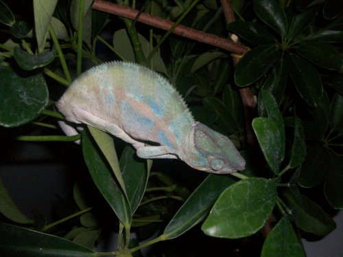 ZZZZZ 004.jpg