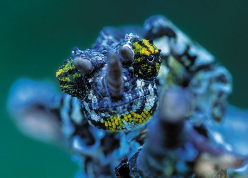 blue-jacksons-chameleon.jpg