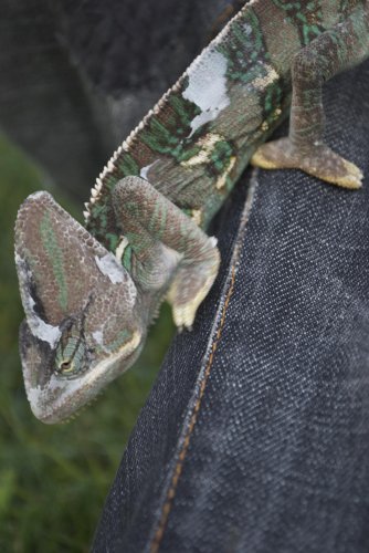 DSC_0062.jpg