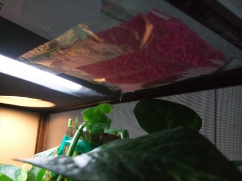 Luna 3-22-10 010.jpg