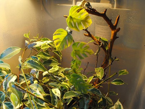 Hatchlings everywhere.JPG