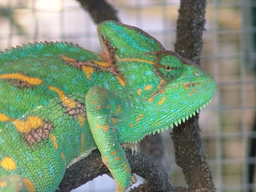 Chamille_The MOM.JPG