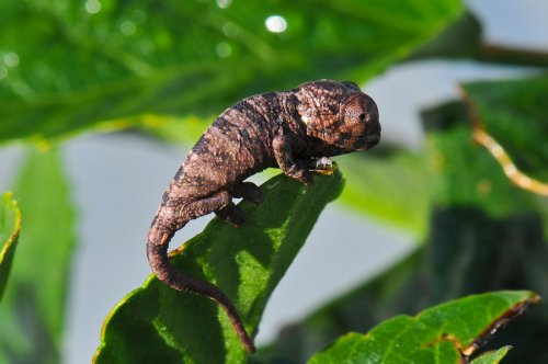 20100327-DSC_4179.jpg