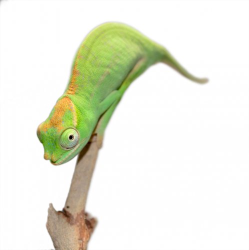 Petteri Male Baby - Canvas Chameleons Small (5).jpg