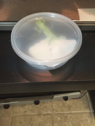 image.jpeg