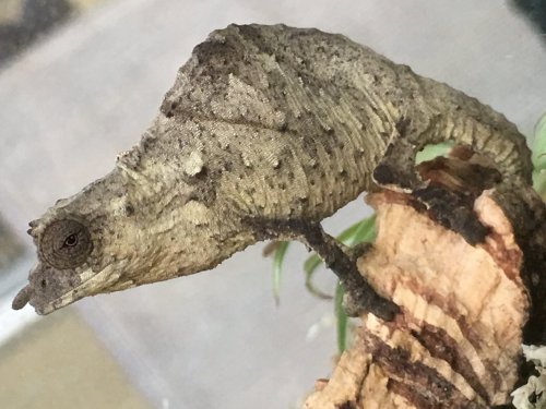 Pygmy1.jpg