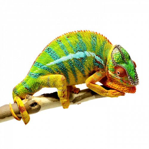 chameleons-video-160.jpg