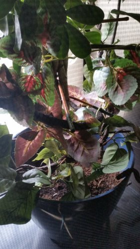 20160330_141933.jpg