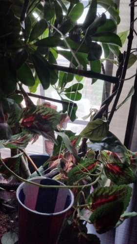 20160330_141951.jpg