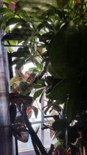20160330_142145.jpg