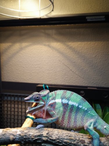 hilts juvenile.jpg