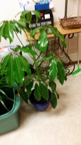 20160208_183120.jpg