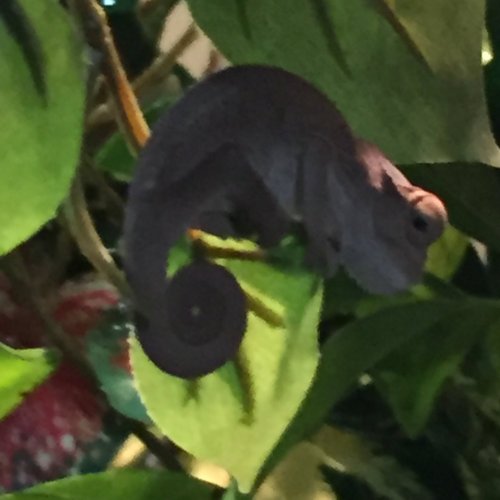 image.jpeg