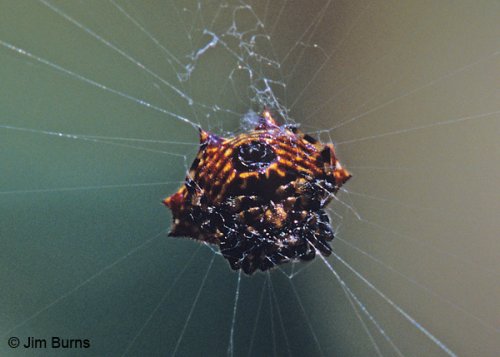 Crablike-Spiny-Orb-Weaver.jpg