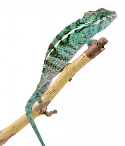 Captive Ambanja Male 2 - Canvas Chameleons (1) Small.jpg