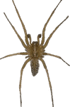 hobospider.gif