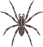 wolfspider150.gif