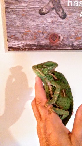 IMG_20160429_194559.jpg