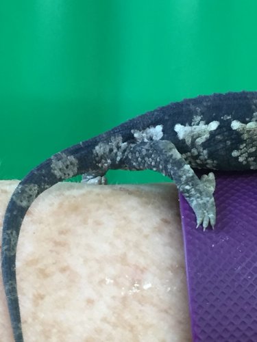 #3 jj tail.jpg #3 jj tail.jpg