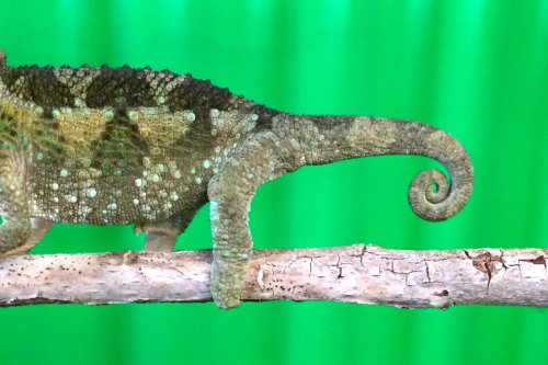 #5 jj tail.jpg