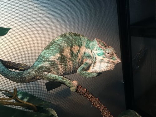 image.jpeg