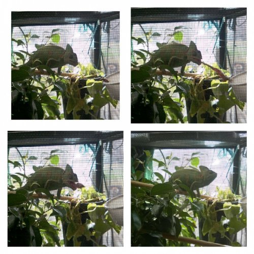 Phototastic-3_19_2016_42842681-4df4-4c07-9de5-2c56b3567fcd.jpg