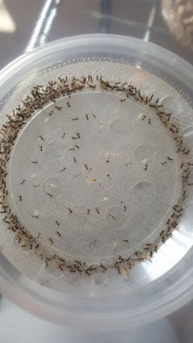 crickets.jpg