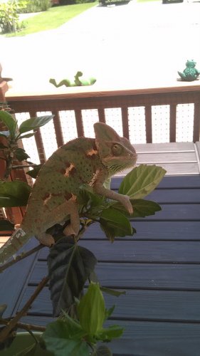 IMG_20160625_134146.jpg
