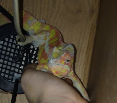 image.jpeg