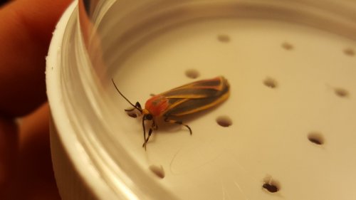 20160703_002910.jpg 20160703_002910.jpg